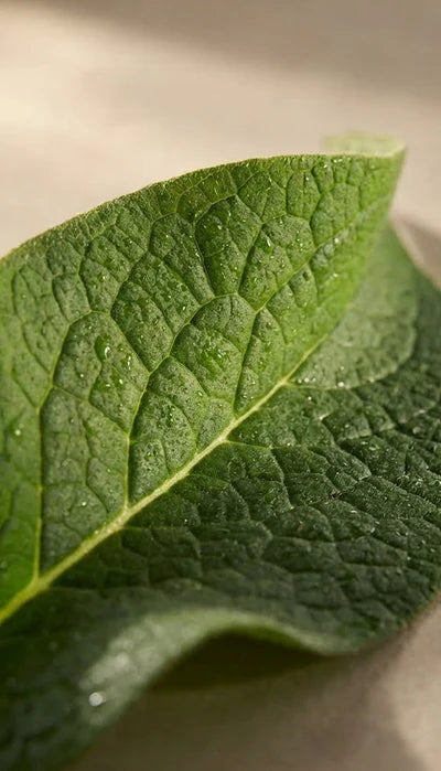 Allantoin